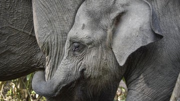 Kabar Baik Konservasi: Menhut Percepat Penyambungan Koridor Gajah Riau!